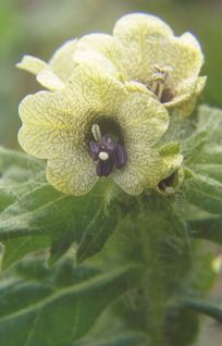 Flower of Hyoscyamus niger